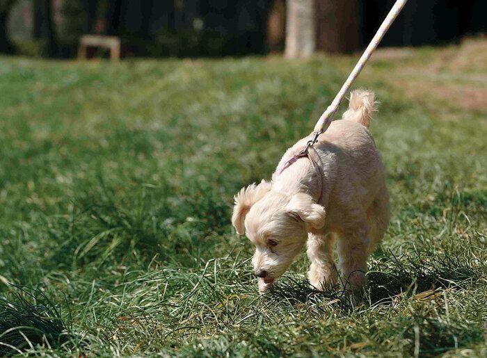 屋外でニオイをかいでいる犬