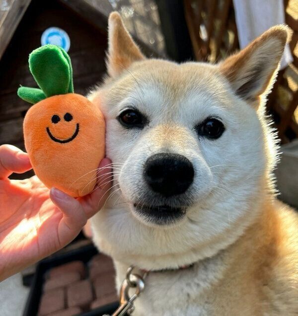 見つめるゆめちゃん