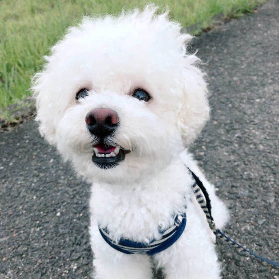 小型犬も散歩が大事 その重要性と 愛犬の散歩満足度チェック法 いぬのきもちweb Magazine 小型犬も散歩が大事 その重要性と 愛犬の散歩満足度チェック法 いぬのきもちweb Magazine