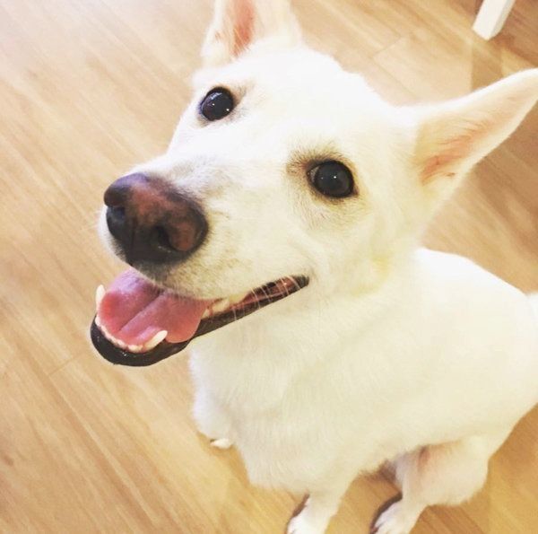 元保護犬・ルルちゃん