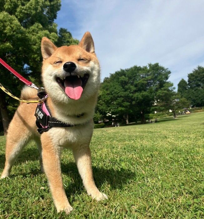 楽しそうなゴンくん