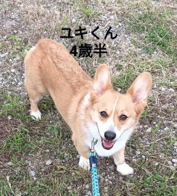 コーギー 4才半