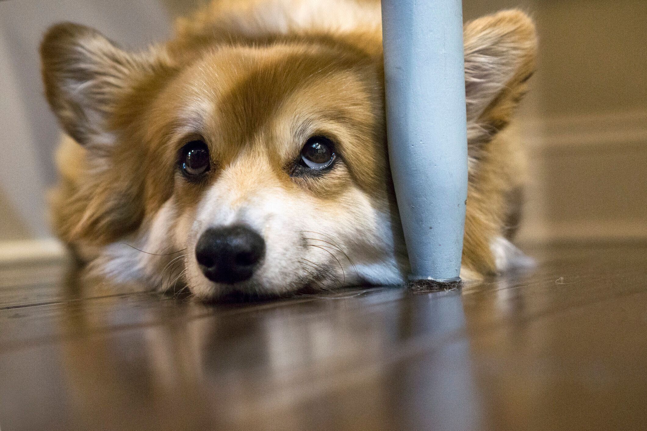 床の上に伏せる犬