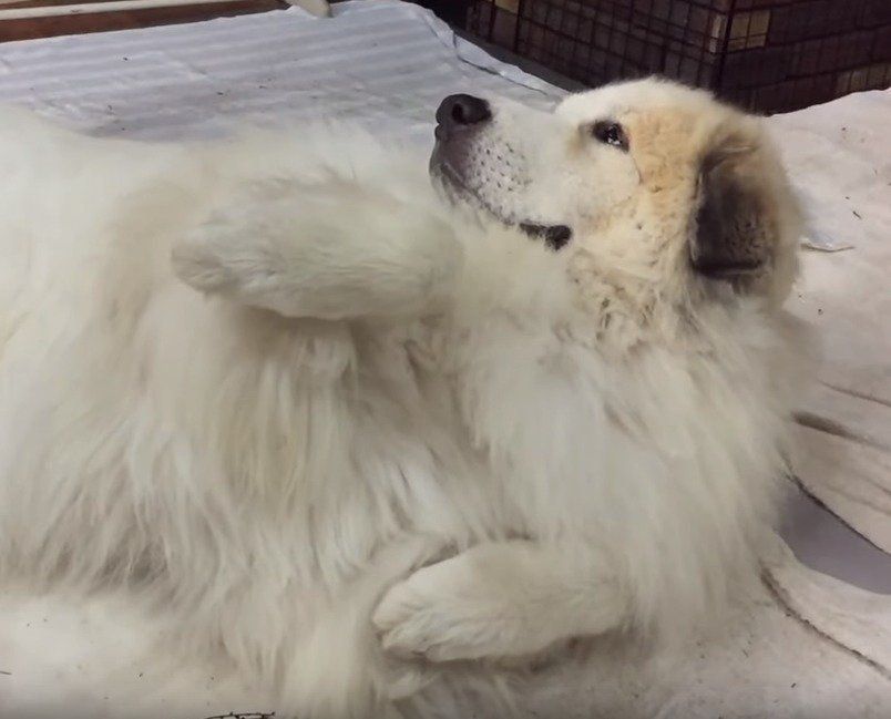 おねだりする犬