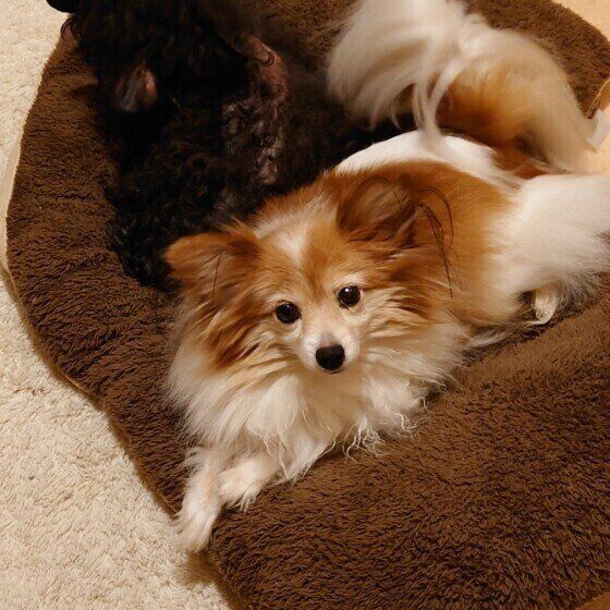 パピヨンのメルちゃんたち♪