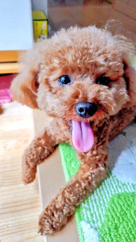 お散歩帰りのトイプードル