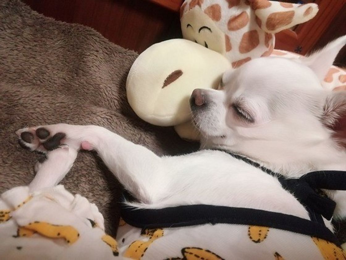 犬の 認知症 なりやすい犬種 発症年齢はいつ頃か知ってる いぬのきもちweb Magazine 犬の 認知症 なりやすい犬種 発症年齢はいつ頃か知ってる いぬのきもちweb Magazine