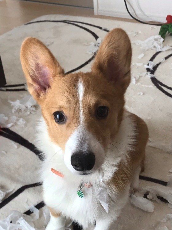 お留守番 いたずら