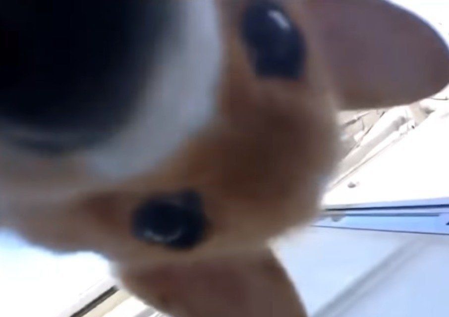 ドアップなコーギーのコナンくん