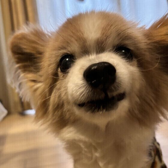 カメラ目線のパピヨンちゃん