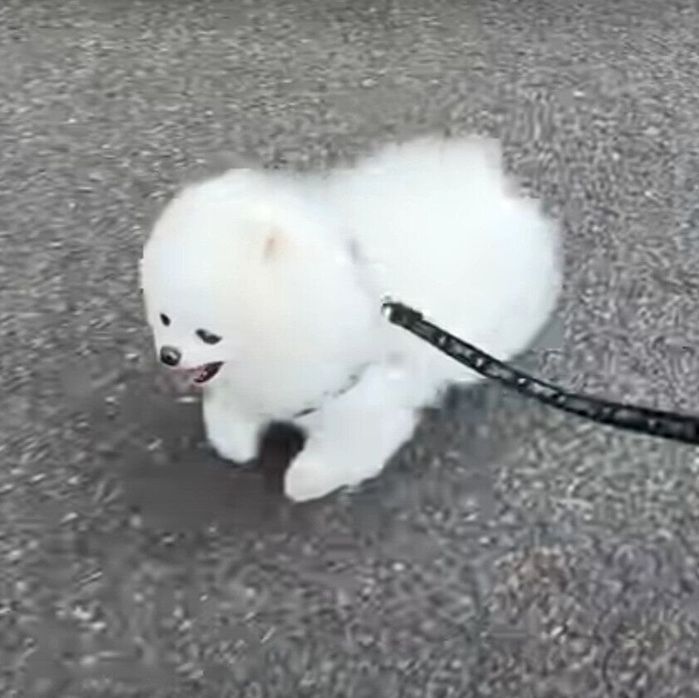 散歩をするマヨちゃん