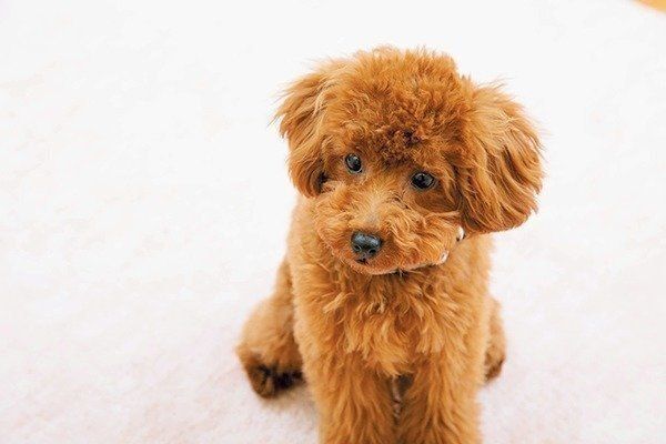 気にしすぎな性格の飼い主は要注意！愛犬が○○な子になるかも