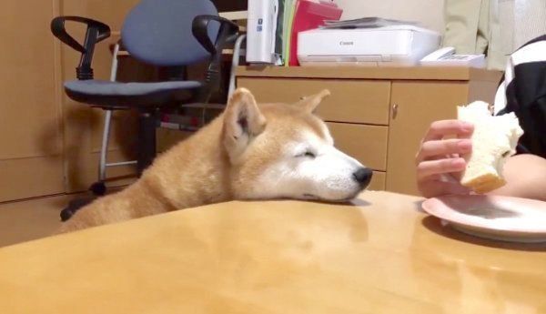 サンドイッチを狙っていたのに居眠りしてしまうロペさん