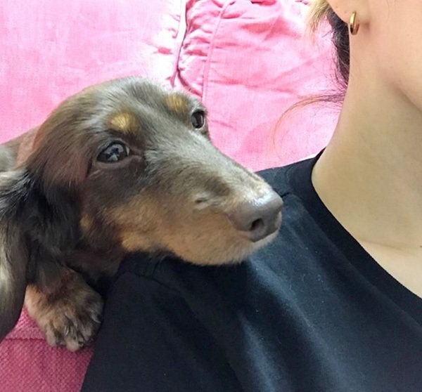 肩に顎を乗せるカニンヘンダックスフンド