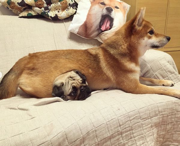 柴犬の下敷きになるパグ