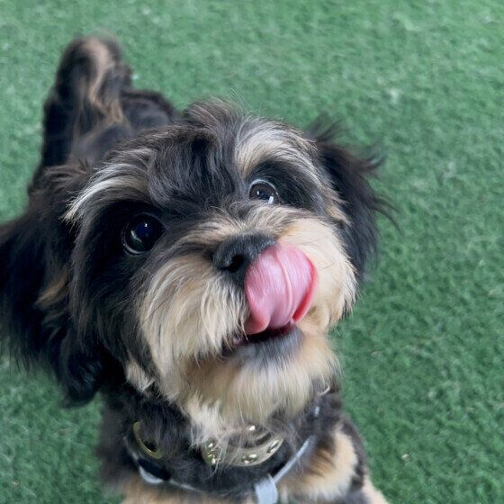 犬の甲状腺機能低下症はどんな病気？ 原因と症状、治療法を獣医師に聞いた いぬのきもち