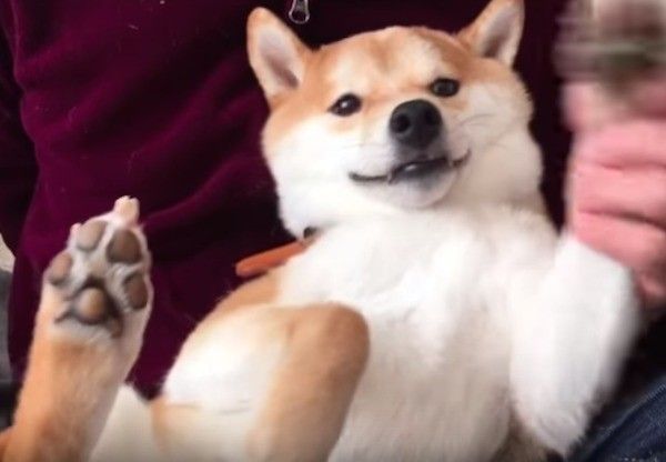 くつろぐワンコ