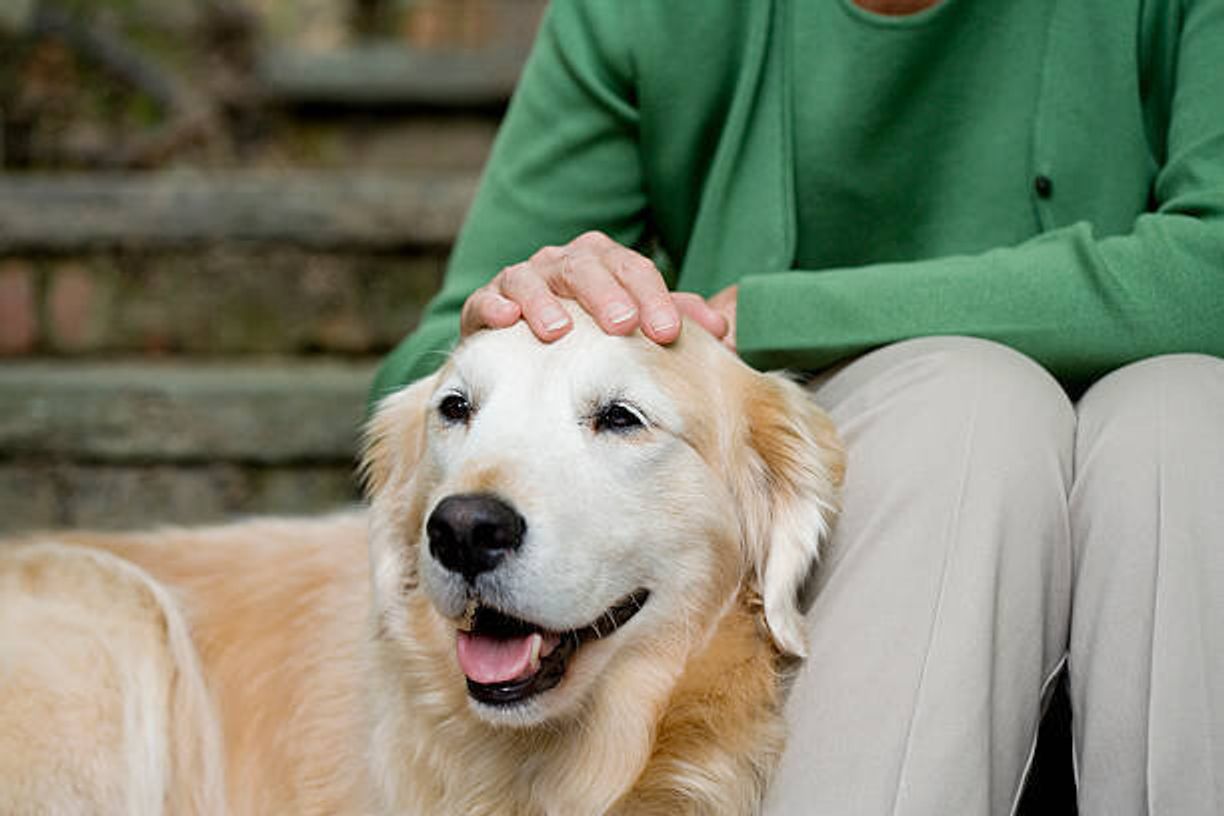 犬の旅立ちが近いとき 残された時間の過ごし方 いぬのきもちweb Magazine 犬の旅立ちが近いとき 残された時間の過ごし方 いぬのきもちweb Magazine
