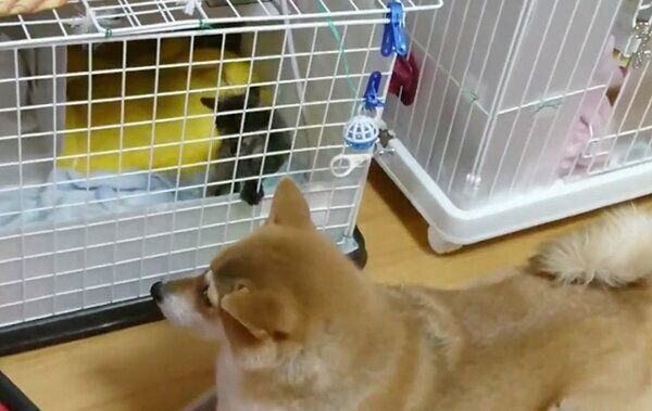 子猫を見守るなつさん