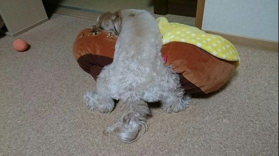 変なところで寝る犬