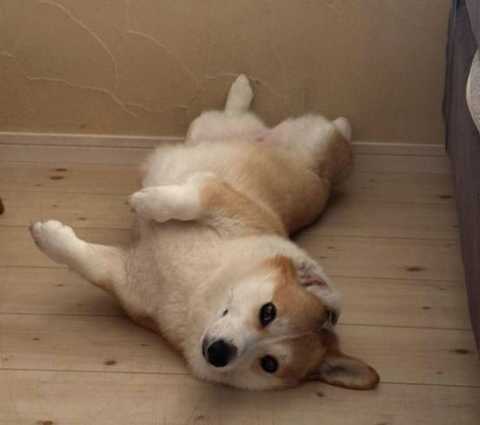 ヘソ天するこはくちゃん
