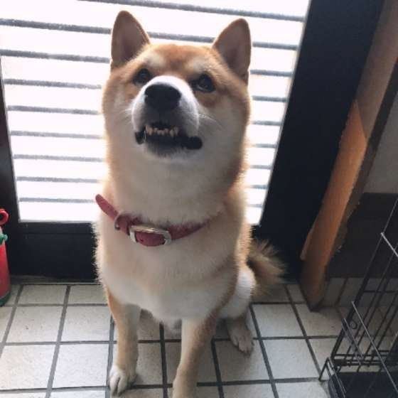 歯が出ちゃう柴犬