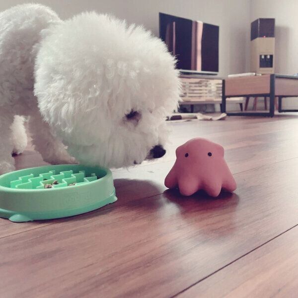 ごはんを食べるぽんくん