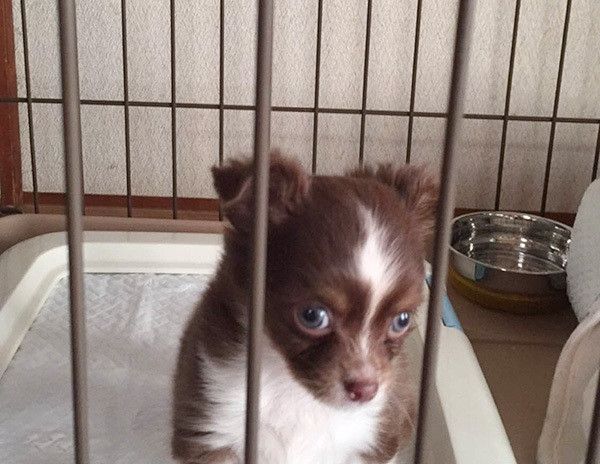 留守番するチワワ