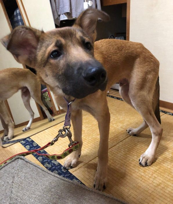 お迎えしたばかりのキューブくん。まだ不安げな様子。