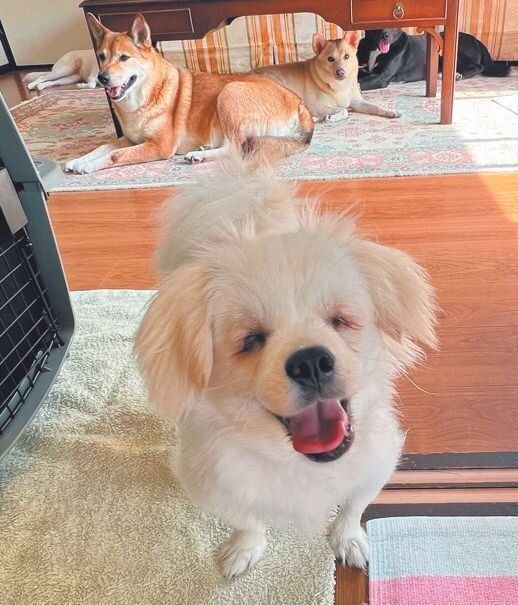 いつも前向きに満面の笑みを絶やさないムゥくん（オス・１才／6.8kg／ミックス／ポジティブでやさしい）。Sさんいわく、小型犬とは思えないどっしりした部分もあるそう