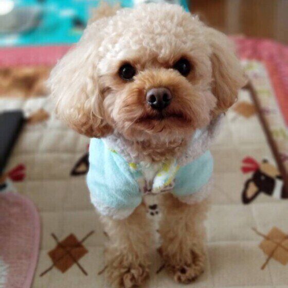 トイ・プードルのクーちゃんの期待顔