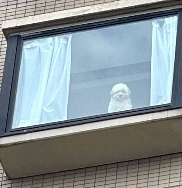 真剣な顔をするぺんたくん