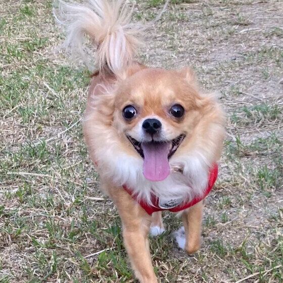 笑顔のチワワ いぬのきもち