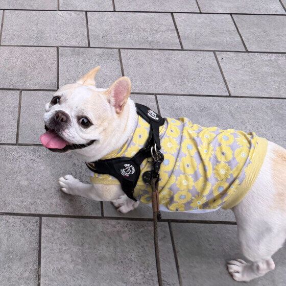 お散歩中のワンちゃん