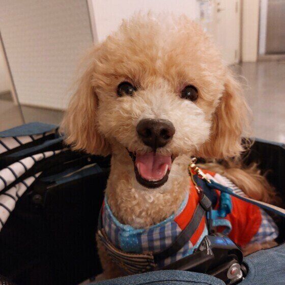 トイ・プードルのハービーちゃん