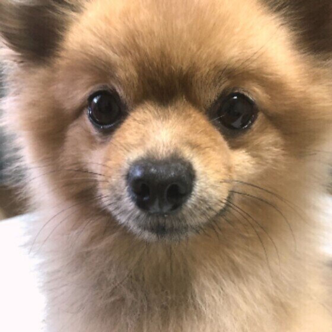 犬のリンパ腫とは 症状や治療について いぬのきもちweb Magazine 犬のリンパ腫とは 症状や治療について いぬのきもちweb Magazine