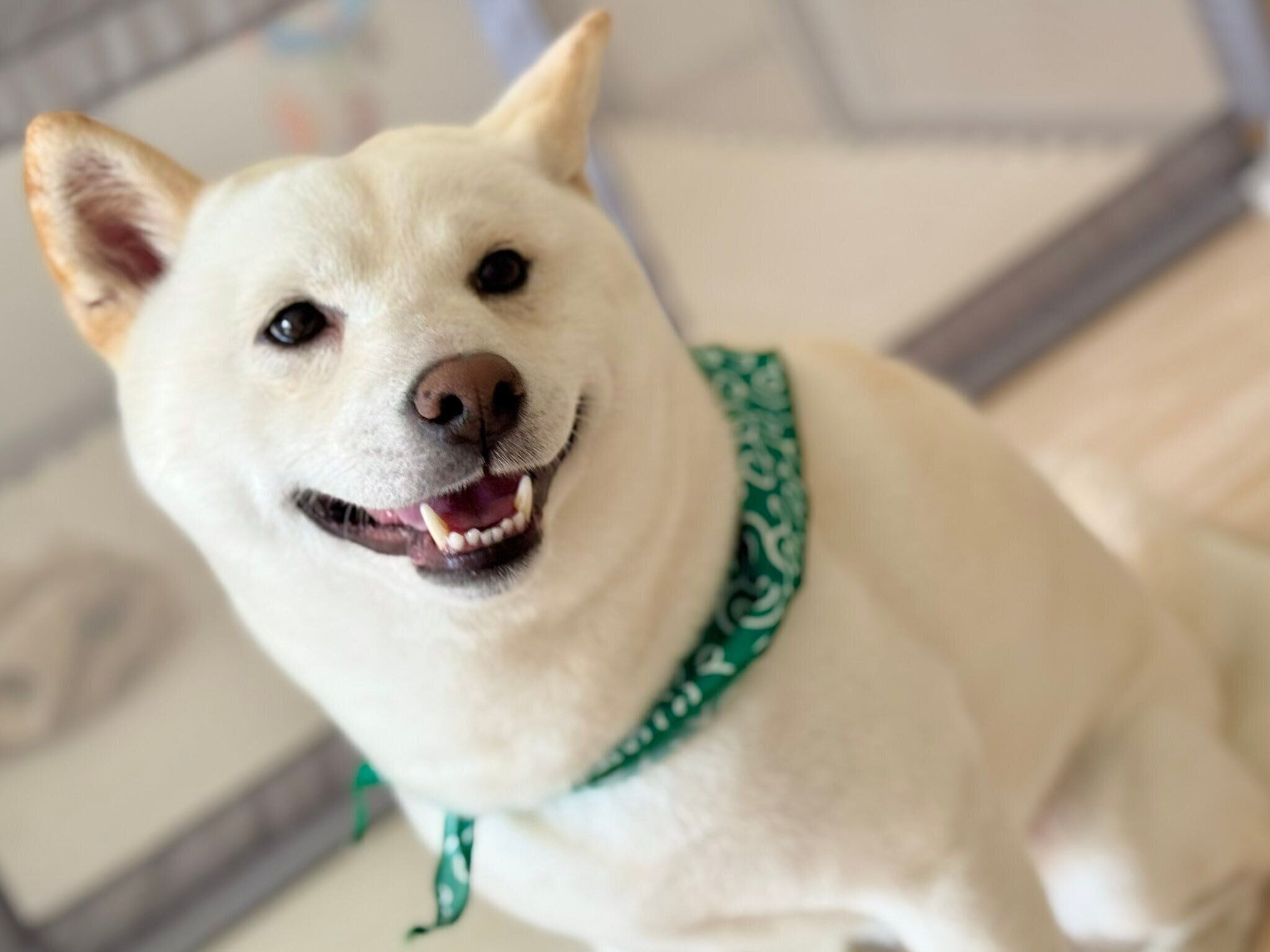 褒められて嬉しそうなケンシロウくん