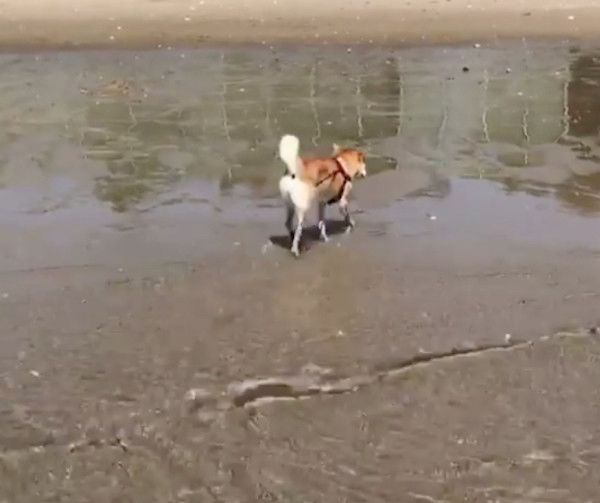 海で遊ぶ柴犬