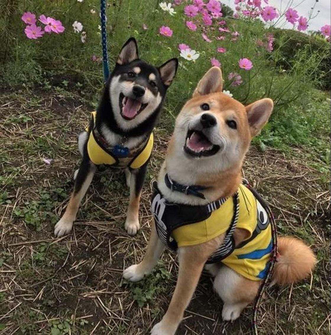 柴犬は何才まで生きる 寿命を延ばす秘訣は心と体に寄り添ったケア いぬのきもちweb Magazine 柴犬は何才まで生きる 寿命を延ばす秘訣は心と体に寄り添ったケア いぬのきもちweb Magazine