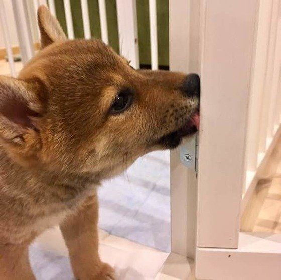 柴犬のりんちゃん、ケージの蝶番をペロペロ♪