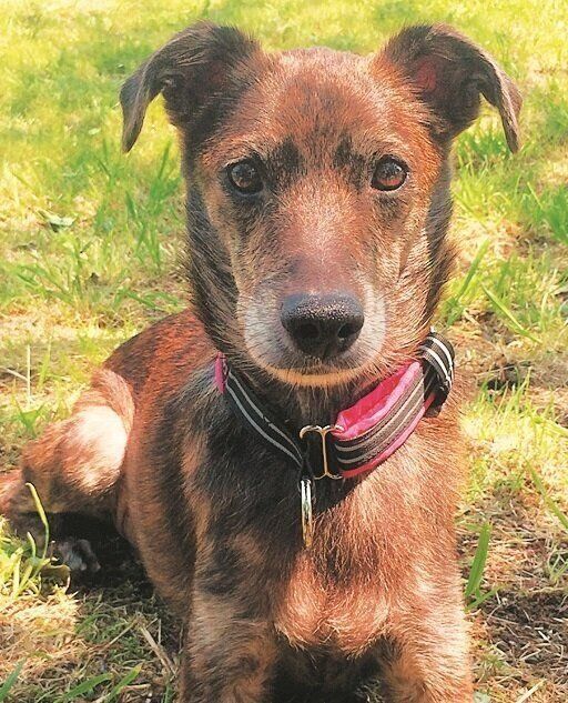 愛護活動を始めて気づいた保護犬にとっての幸せ 一人のラジオdjが活動する中で気づいたこと いぬのきもちweb Magazine