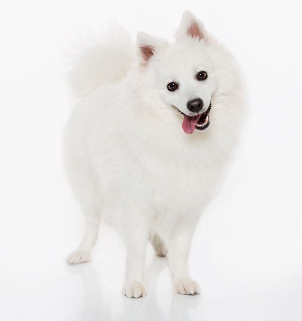 日本スピッツの特徴 性格 最新価格と飼い方 いぬのきもち 犬図鑑 いぬのきもちweb Magazine