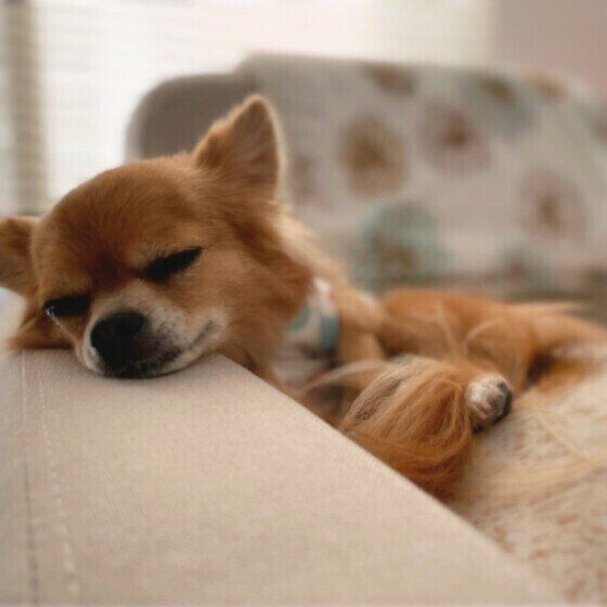 ソファの肘掛けに頭を乗せてまどろむチワワ