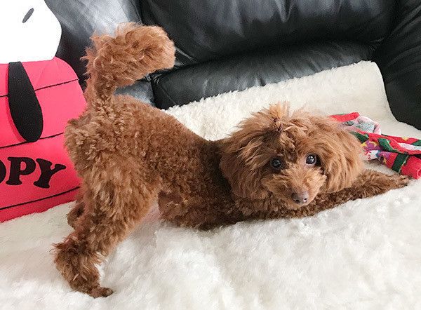 見つめるトイ・プードル