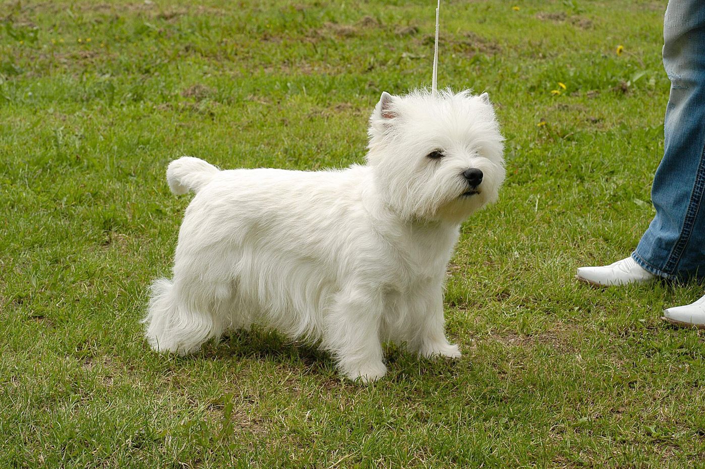 全部解けたら 犬種博士 愛犬家も迷う 激ムズ犬種クイズ にチャレンジ いぬのきもちweb Magazine 全部解けたら 犬種博士 愛犬家も迷う 激ムズ犬種クイズ にチャレンジ いぬのきもちweb Magazine