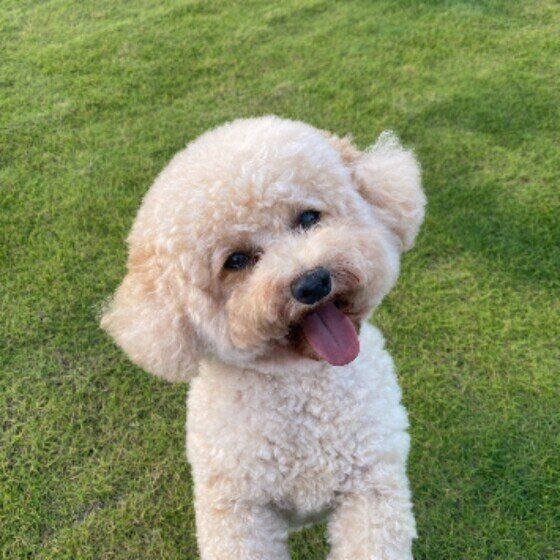 笑顔で舌を出すもんくん（トイ・プードル）