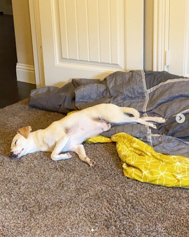 眠る犬の男の子