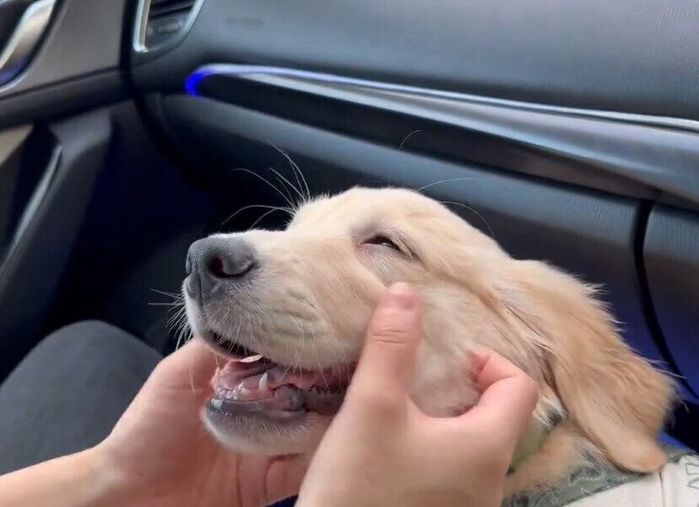 飼い主さんになでてもらうロキちゃん(止まった車内の撮影)