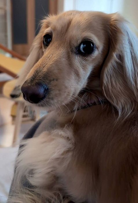 かわいらしいぷくちゃん