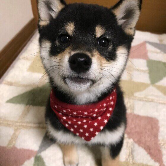 フローリングで走るのはどうしてNG？思わぬケガにつながることも いぬのきもち